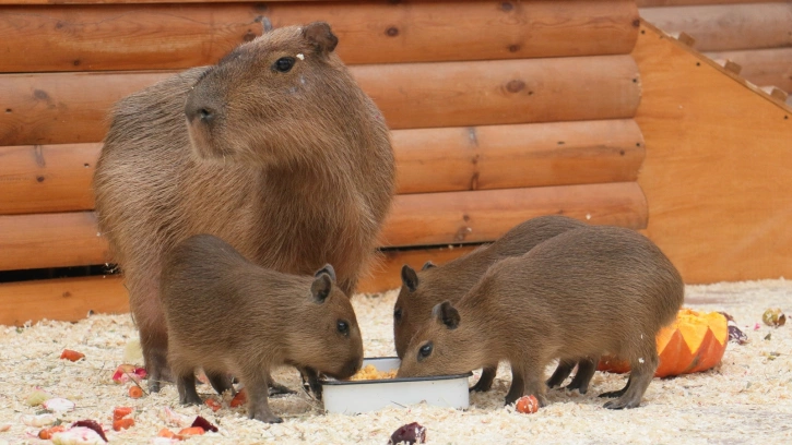 Животные из Ленинградского зоопарка получили от петербуржцев около 800 кг лакомств 