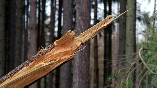 В Удельном парке 88-летнюю женщину придавило упавшим дерево 
