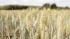 Bloomberg: Китай импортировал рекордные 9,8 млн тонн пшеницы в 2021 году