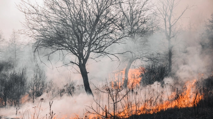 "Оборонлес" тушит природный пожар возле военного полигона в Выборгском районе 