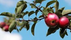 Россельхознадзор ослабил ограничения на ввоз яблок из Брестской области Беларуси