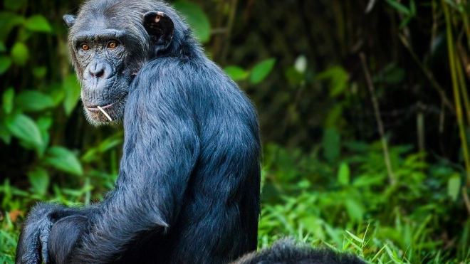 Шимпанзе используют насекомых для лечения ран 