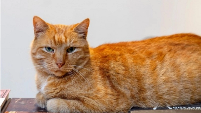 Рыжий кот Ося из музея Анны Ахматовой отправился на пенсию
