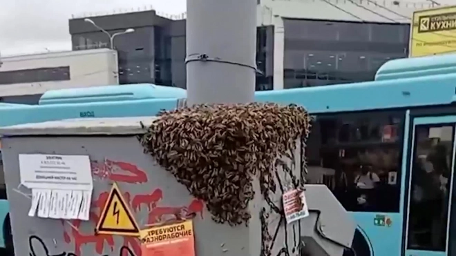 Эксперт рассказал, как избавиться от роя пчел