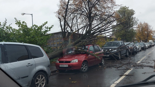 В Петербурге шквальный ветер повалил светофор и деревья на авто