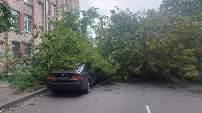 Дерево придавило 4 машины в переулке Декабристов 