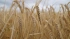 Минсельхоз: Россия с 14 июля снижает пошлину на экспорт пшеницы