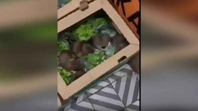 В сетевом магазине петербуржец обнаружил коробку с крысами