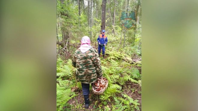 Спасатели Тосно нашли заблудившуюся в лесу пенсионерку с грибами