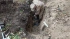 Археологи: обнаруженное в Ломоносовском районе Ленобласти захоронение может быть кладбищем времен Средневековья