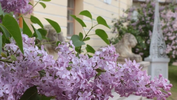 “Сиреневый променад” откроет летний сезон в Павловске