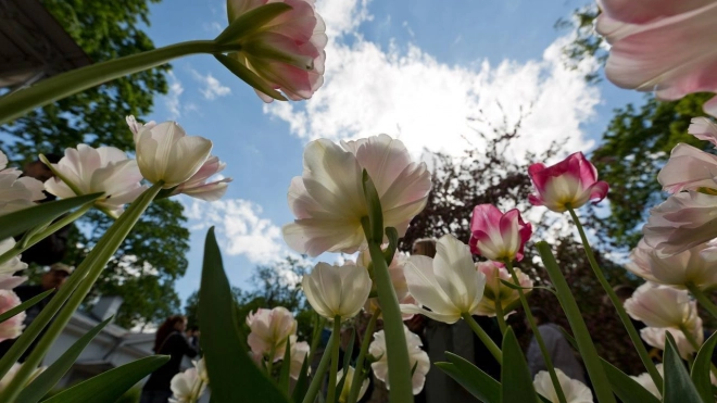 X Фестиваль тюльпанов будет радовать петербуржцев два уикенда