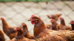 Спрос россиян на курицу упал на 2,6% из-за экономии