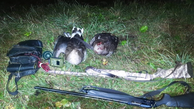 В Пушкинском районе задержали двух браконьеров с обезглавленными дикими гусями