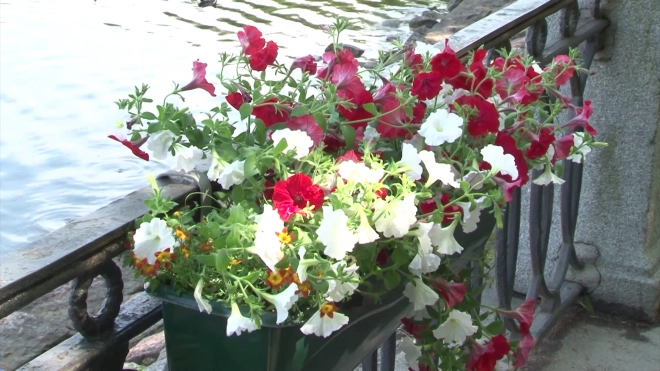 К майским праздникам Петербург украсили более 560 000 цветов