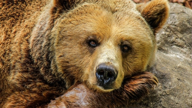 Медведь напал на двух лесников в тайге