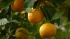Россия в мае сократила импорт турецких апельсинов в два раза 