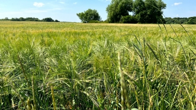Эксперты прокомментировали недавнюю поставку зерна в Египет
