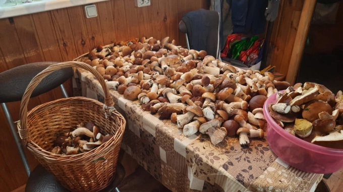 Петербуржцы нашли сотни белых грибов в Тихвинском районе 
