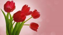 Тепличные хозяйства Ленобласти отправили ритейлерам к 8 марта 1,5 млн тюльпанов