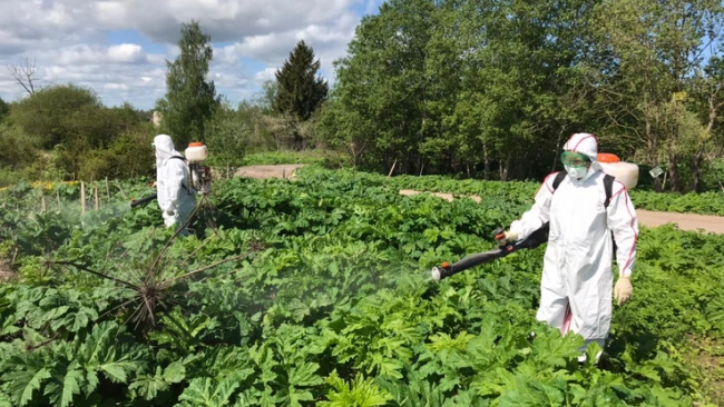 В Ленобласти началась обработка полей от борщевика