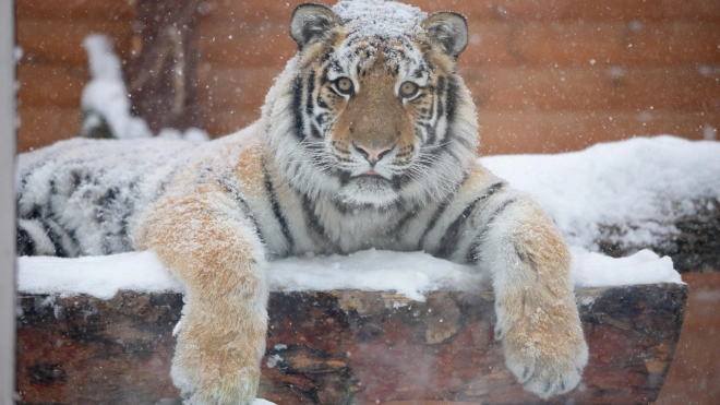 Стало известно, как тигренок Зевс из Ленинградского зоопарка переносит холода