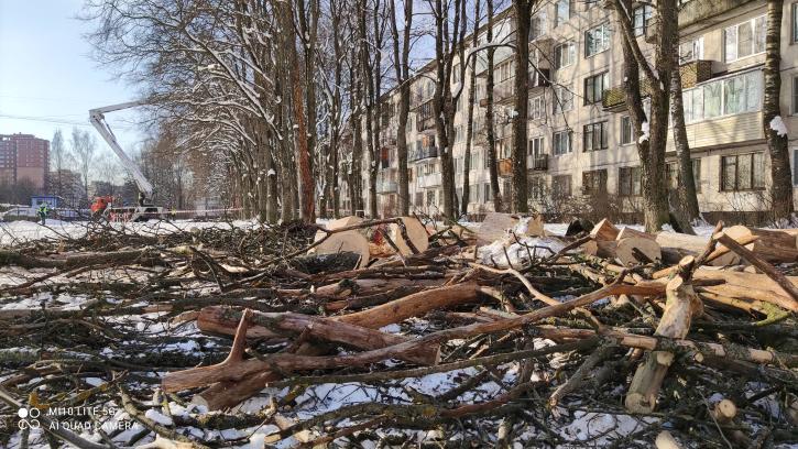 В Калининском районе вырубили пять вязов, зараженных графиозом