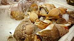 Cпрос на деликатесных трубачей из Охотского моря вырос в России 