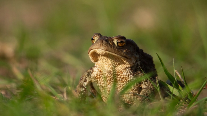 Серьезная жаба в Нижне-Свирском заповеднике впечатлила посетителей