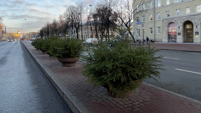 Петербургские улицы украшают зимними хвойными композициями