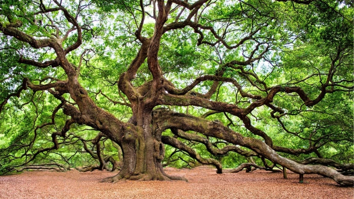 Трехсотлетний петербургский дуб признали памятником живой природы 