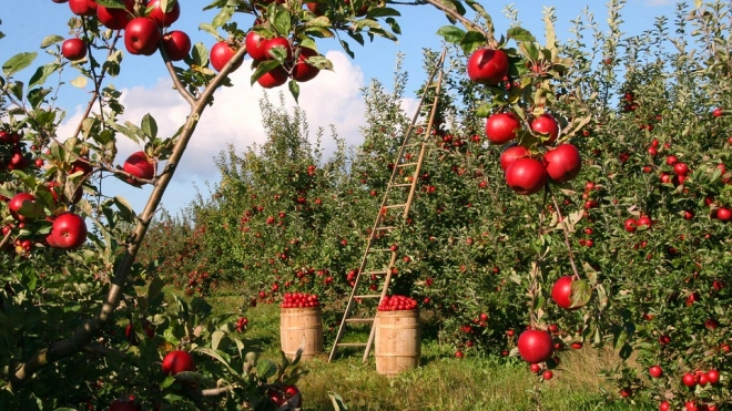Российский диетолог перечислила полезные свойства яблок