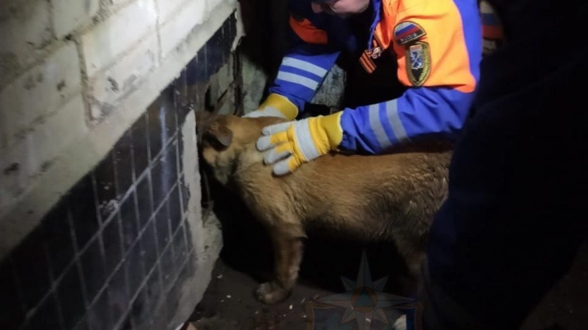 В Шлиссельбурге спасли собаку, которая застряла в решётке подвального окна