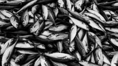 Губернатор Камчатки призвал прекратить госзакупки импортной рыбы