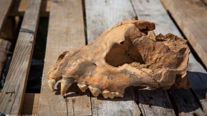 В Крыму нашли череп гигантской гиены 