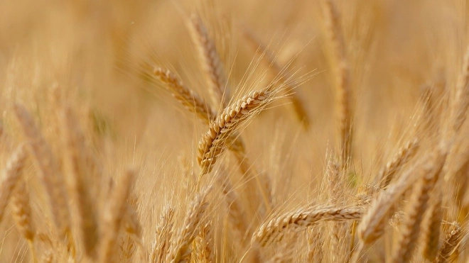 Пошлина на экспорт пшеницы из России увеличится в июне 