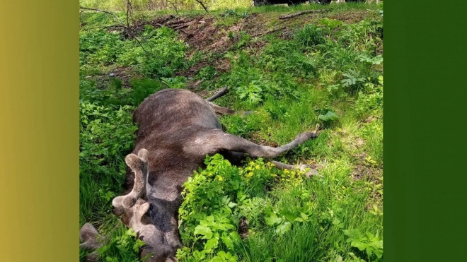 На дорогах Ленобласти с начала года погибли 72 диких животных