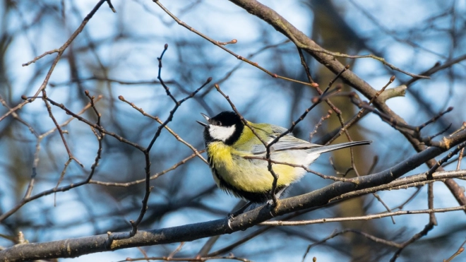 Птицы в Петербурге стали больше щебетать с приближением весны