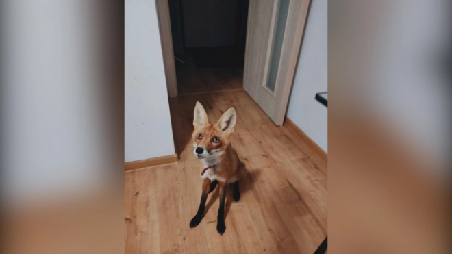 Петербурженка разыскивает лисицу, которая убежала во время прогулки