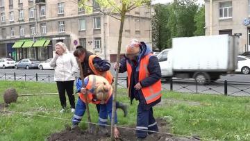 Александр Беглов призвал петербуржцев присоседиться к общегородскому субботнику 