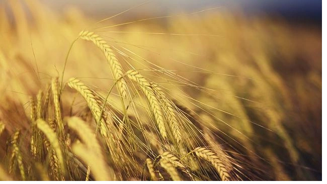 Экспорт пшеницы в июне резко ускорился