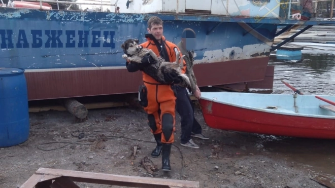 В Ленобласти спасатели достали провалившуюся под лёд собаку