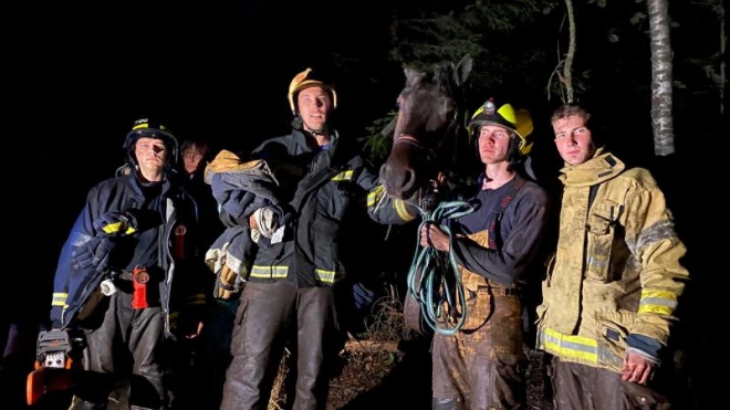 В Ленобласти спасатели вытащили из болота застрявшего коня