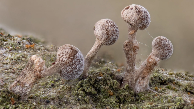 В Удельном парке под снегом нашли необычный гриб