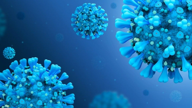 Ученые выяснили, что коронавирус подавляет клеточный антивирус 