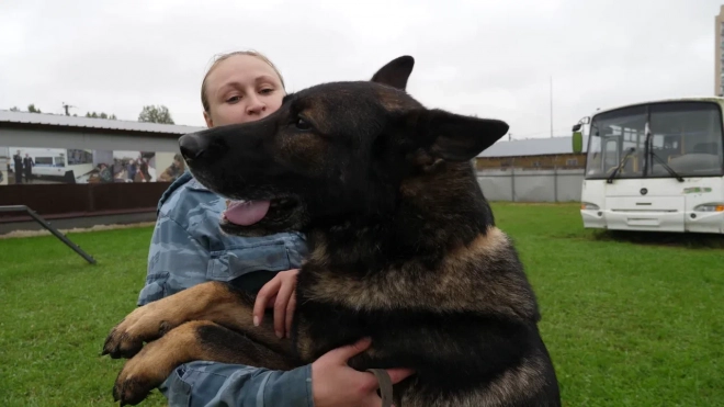 Служебная собака Кадис нашла предполагаемого убийцу петербурженки