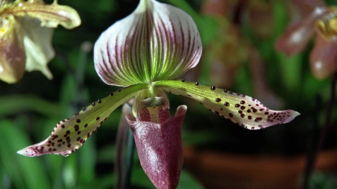 Выставка орхидей и бромелий "Осколки радуги" продлевается в Ботаническом саду