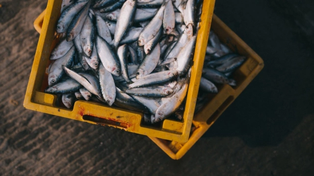 Кабмин оценит возможность снижения вывозных пошлин на отдельные виды рыбы