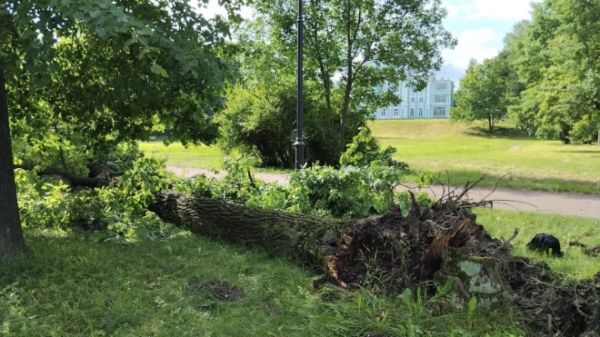 Упавшие из-за ветра деревья преградили путь пешеходам и автомобилистам в Петербурге