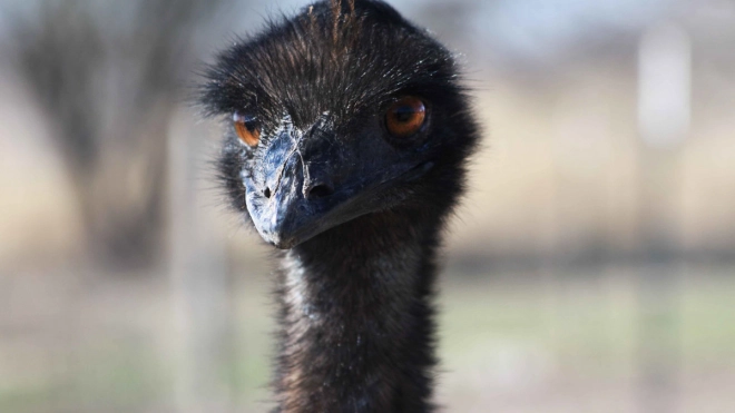 Орнитолог отреагировала на заявление о раненных страусах эму в «Охта парке»